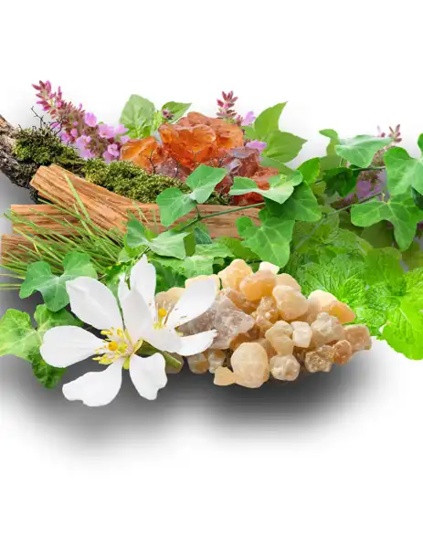 Ivy & Gold Clean Fragrance - Clean Fragrances